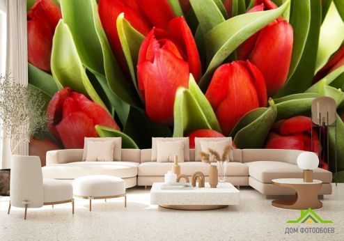 выбрать Фотообои красные тюльпаны Фотообои Фотообои Тюльпаны: горизонталная, горизонтальная ориентация на стену