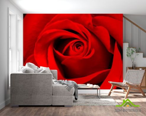 выбрать Фотообои Красная роза Красные фотообои на стену