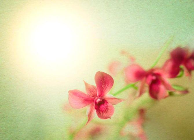 Фотошпалери Орхідеї бордові