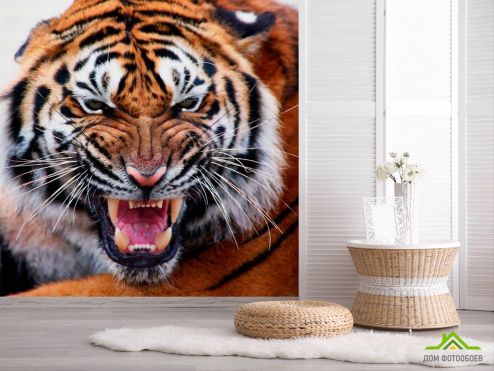 выбрать Фотообои Грозный оскал тигра Фотообои Фотообои Животные: Тигры, квадратная на стену