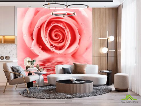 выбрать Фотообои Роза нежного оттенка Фотообои Фотообои Цветы: розовый на стену