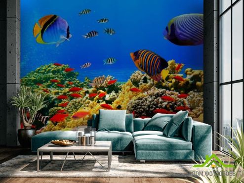 выбрать Фотообои Рыбки на дне морском Фотообои Фотообои Рыбы и море: горизонталная, горизонтальная ориентация на стену
