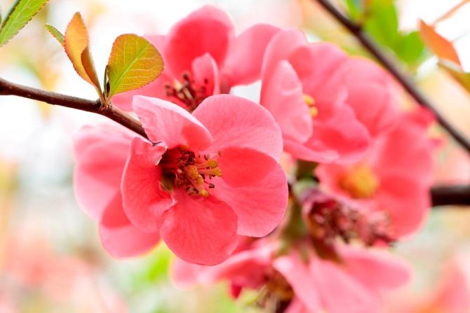 Фотообои Цветок яблони