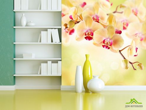 выбрать Фотообои Орхидея кремовая Фотообои, цвет: «бежевый» на стену