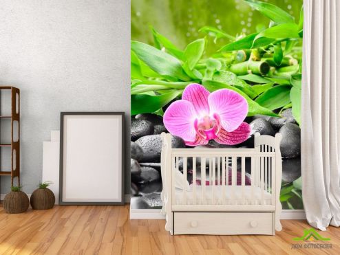 выбрать Фотообои Орхидея на камнях Фотообои Фотообои Цветы: вертикальная на стену