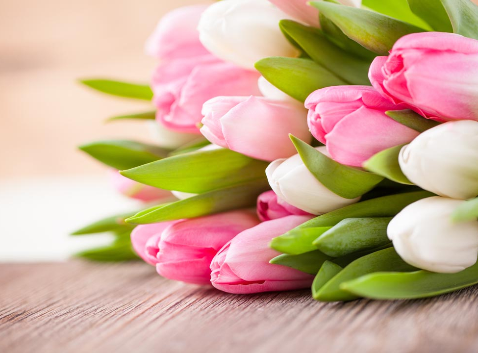 выбрать Фотообои белые и розовые тюльпаны Каталог фотообоев на стену