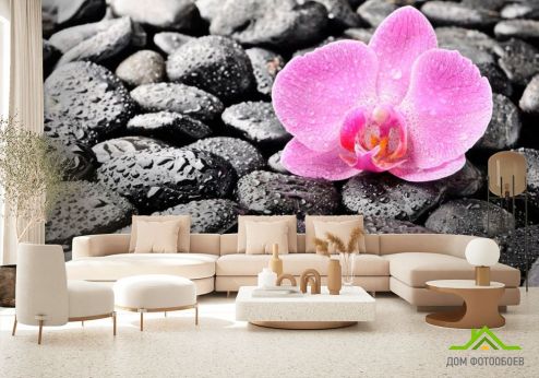 выбрать Фотообои Орхидея, роса, камни Фотообои Фотообои Орхидеи: фото, черный  на стену