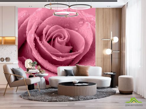выбрать Фотообои Макро-съемка розы Фотообои Фотообои Розы: квадратная ориентация на стену