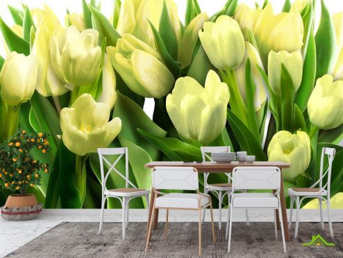 выбрать Фотошпалери Білі тюльпани 3d Кухня (Студія): квадратна, горизонтальна орієнтація на стіну