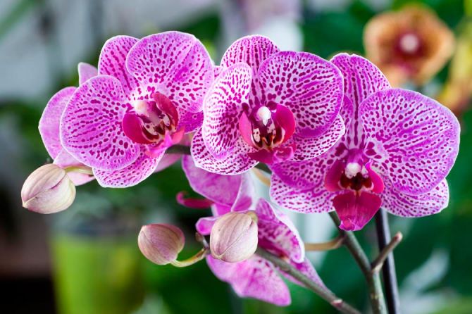 Фотообои Орхидеи в розовую крапинку