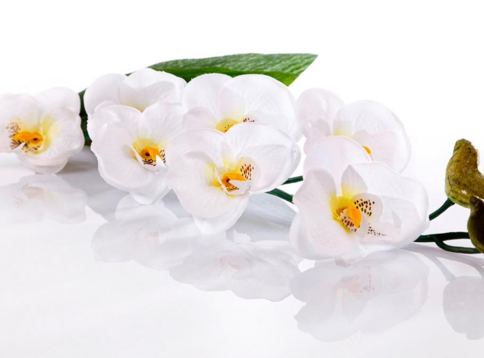 выбрать Фотошпалери Орхідея Каталог фотошпалер на стіну