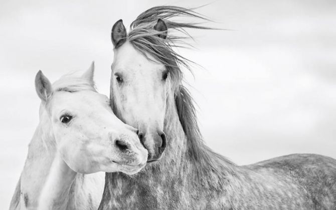 Фотообои лошадки
