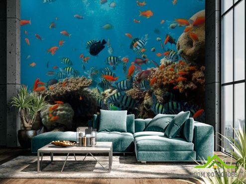 выбрать Фотошпалери Рибки в коралових рифах Фотошпалери Фотошпалери Море: фото, блакитний  на стіну