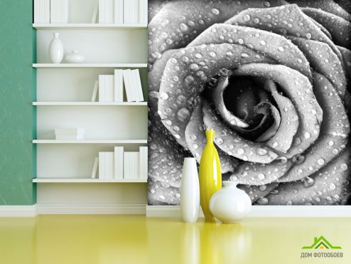 выбрать Фотообои Че6рно-белая роза Фотообои, цвет: «фото» на стену
