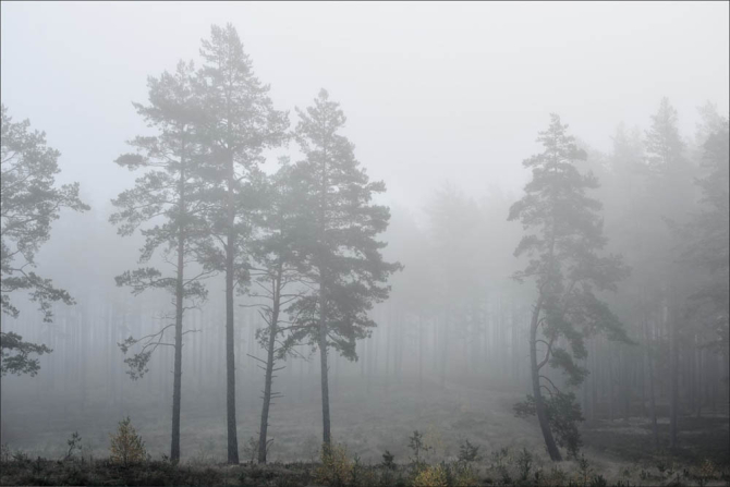 Фотошпалери Туманний ліс