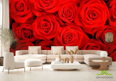 выбрать Фотошпалери Троянди яскраво-червоні Фотошпалери Квіти на стіну