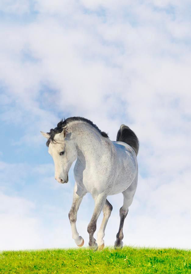 Фотообои Белый конь