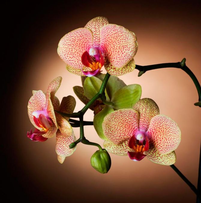 Фотообои Веточка кремовых орхидей