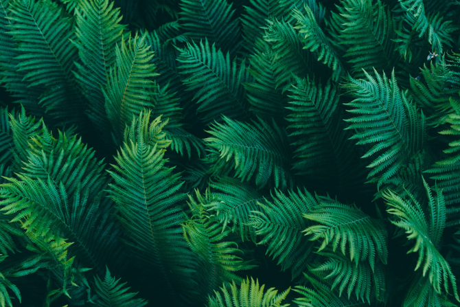 Фотообои Тропические листья