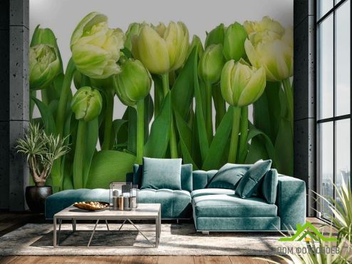 выбрать Фотообои Тюльпаны Фотообои 3D фотообои: картинка, зелений, зеленый  на стену