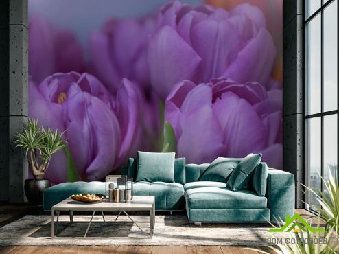 выбрать Фотошпалери фіолетовий тюльпан Фотошпалери Квіти на стіну