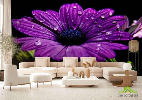 выбрать Фотошпалери Фіолетовий квітка Фотошпалери Квіти на стіну