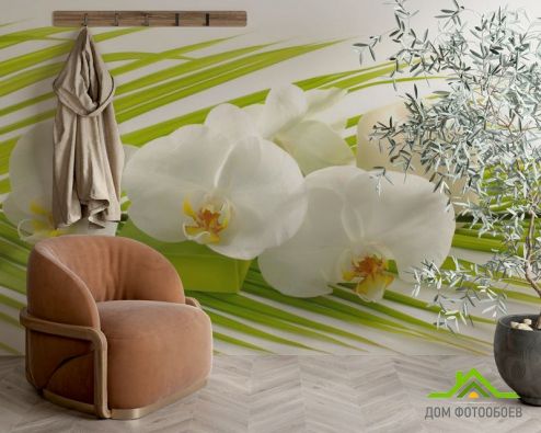 выбрать Фотообои Белая орхидея Фотообои Фотообои Цветы: фото  на стену