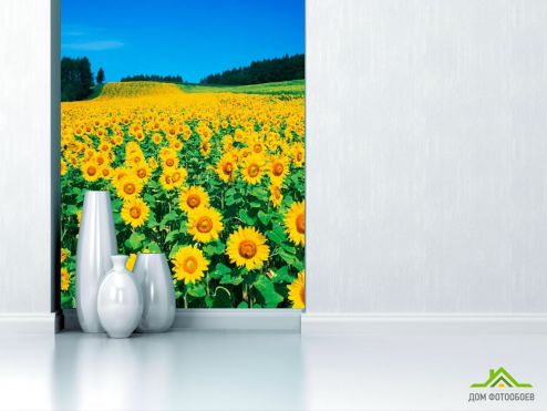 выбрать Фотошпалери Поле соняшників Фотошпалери Фотошпалери Квіти: фото, жовтий  на стіну