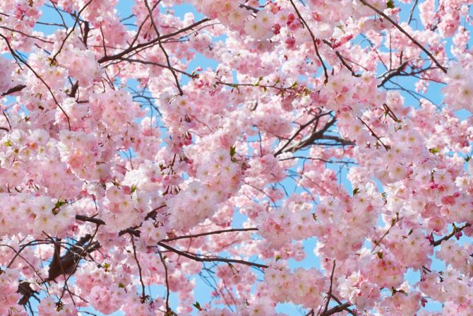 Фотообои цветущее дерево