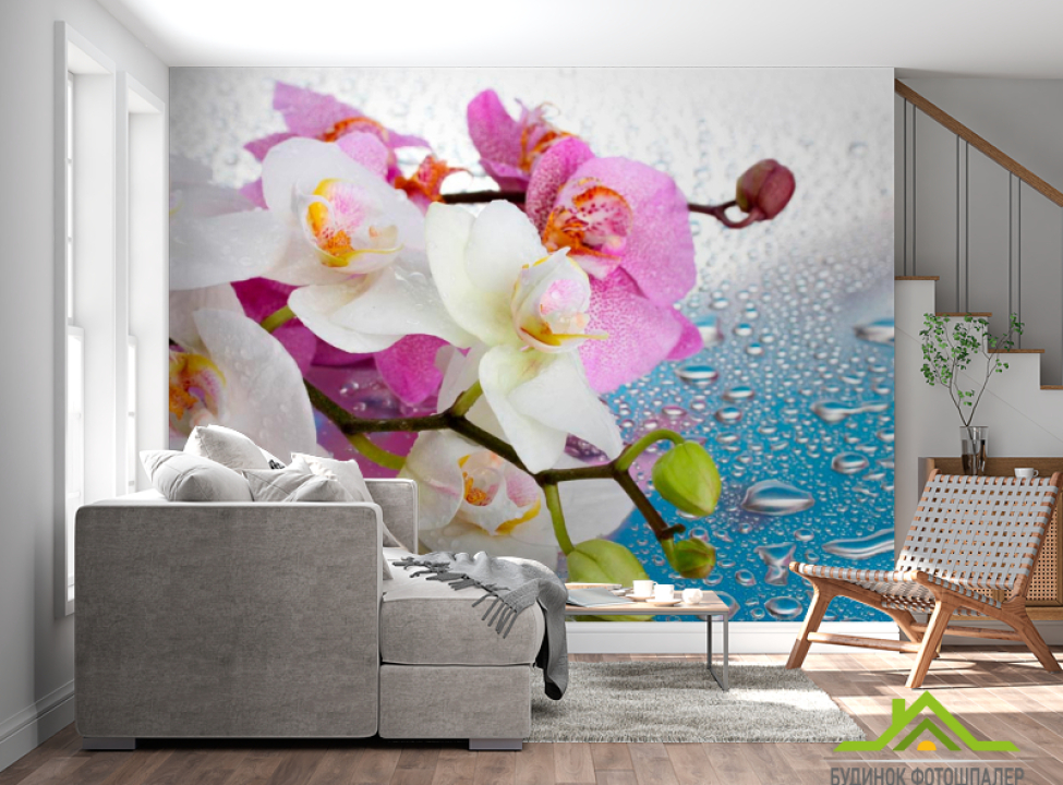 выбрать Фотообои Орхидеи малиновые и белые Каталог фотообоев на стену