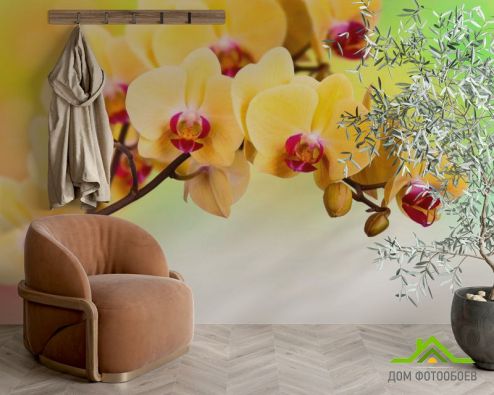 выбрать Фотошпалери Жовта орхідея Фотошпалери Фотошпалери Квіти: квадратна, горизонтальна орієнтація на стіну