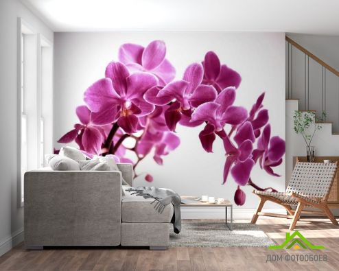 выбрать Фотообои Орхидея Розовые фотообои на стену