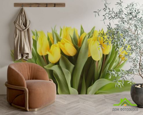 выбрать Фотообои желтые тюльпаны Фотообои Цветы на стену
