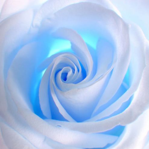 выбрать Фотообои роза Голубые фотообои на стену