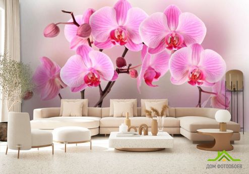 выбрать Фотообои Орхидеи розовых тонов Фотообои Фотообои Цветы: фото, горизонталная, горизонтальная  на стену