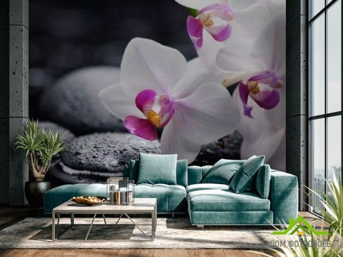 выбрать Фотошпалери Білі й чорні орхідеї Фотошпалери Фотошпалери Квіти: фото  на стіну