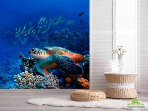 выбрать Фотообои Черепаха в глубине Фотообои Море на стену