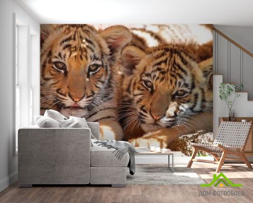 выбрать Фотообои Тигрята Фотообои Тигры на стену