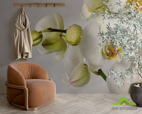выбрать Фотообои крупная белая орхидея с каплями Фотообои Фотообои Цветы:  на стену