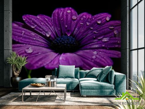 выбрать Фотообои Фиолетовый цветок  на стену