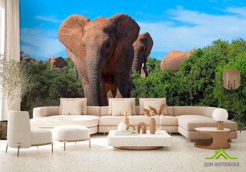выбрать Фотообои Стадо слонов Фотообои Слоны на стену