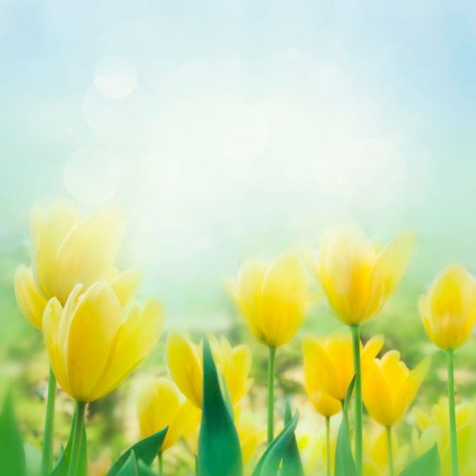 Фотошпалери Жовті тюльпани