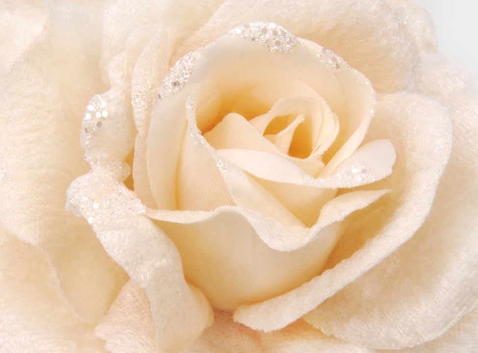 выбрать Фотообои бежевая роза из ткани с блестками Каталог фотообоев на стену