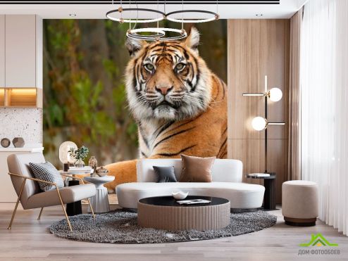 выбрать Фотообои Настороженный тигр Фотообои Фотообои Животные: Тигры, белая, коричневый на стену