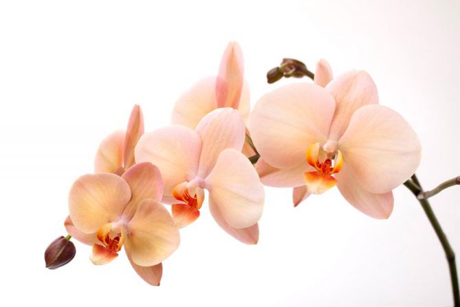 Фотообои Веточка орхидей