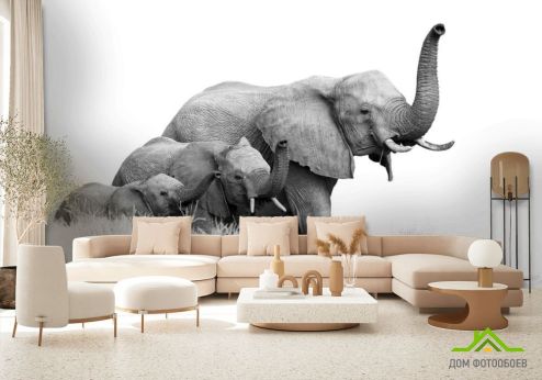 выбрать Фотошпалери сім'я слонів Фотошпалери Фотошпалери Тварини: квадратна, горизонтальна орієнтація на стіну