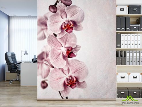 выбрать Фотообои Серенькие орхидеи Фотообои Фотообои Цветы: фото, вертикальная  на стену