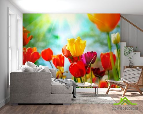 выбрать Фотообои Тюльпаны разноцветные Фотообои Фотообои Цветы: фото, разноцветный  на стену