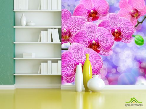 выбрать Фотошпалери Орхідеї рожеві розпустилися Фотошпалери Фотошпалери Квіти: квадратна, рожевий орієнтація на стіну