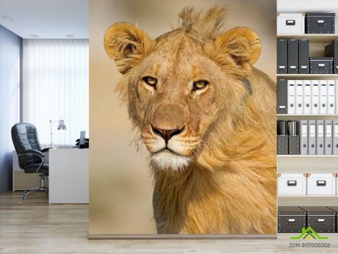 выбрать Фотообои Мечтающая львица Фотообои Животные на стену